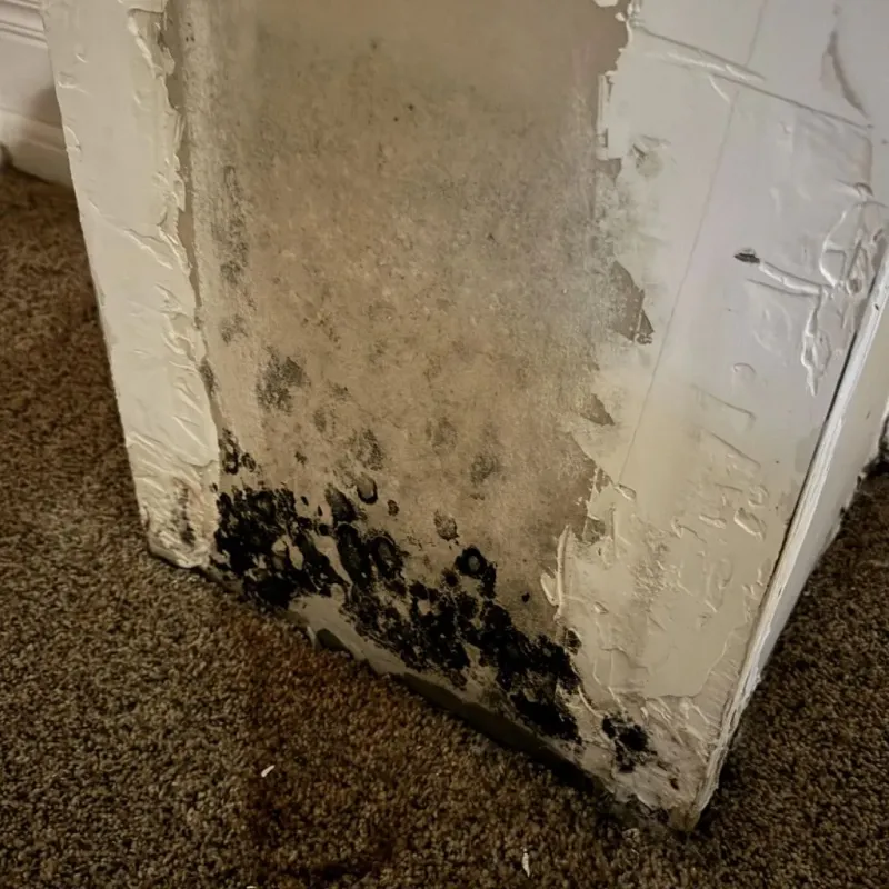 Professional Mold Removal in Thurmont, MD